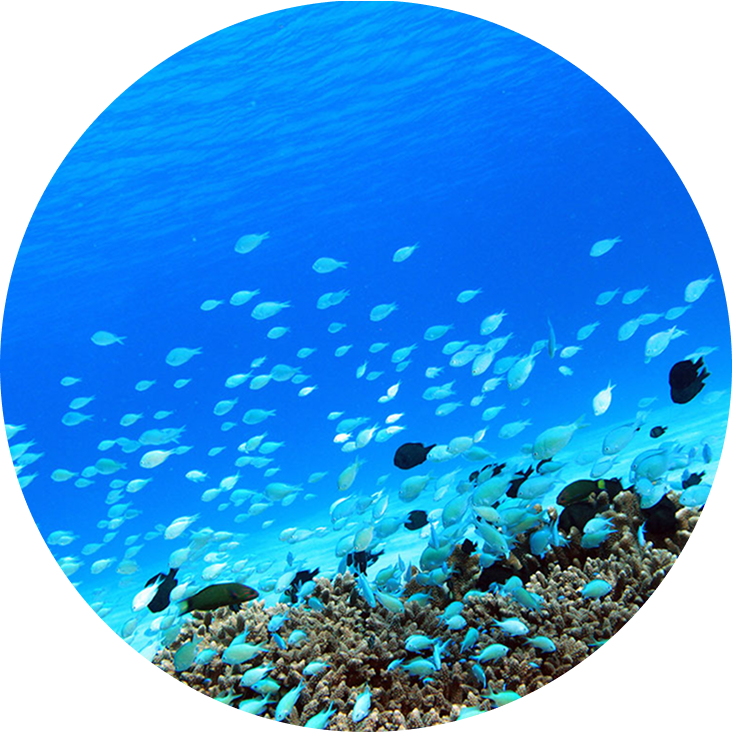 慶良間の海での体験